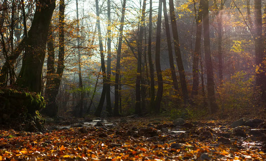 5 forêts bretonnes à découvrir durant l'automne